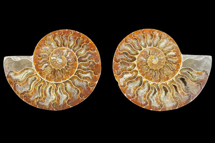 Agate Replaced Ammonite Fossil - Madagascar #150922